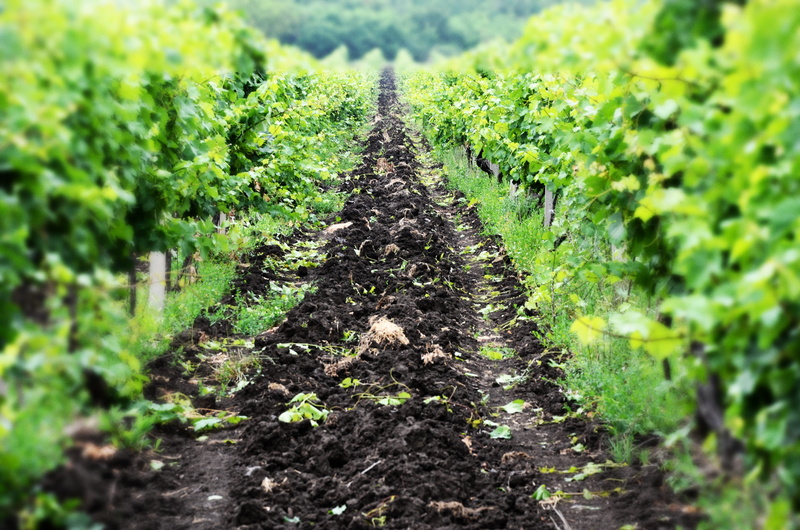 diminishing perspective, field, trail, day, direction, selective focus, landscape, dirt, growth, vineyard, no people, the way forward, plantation, green color