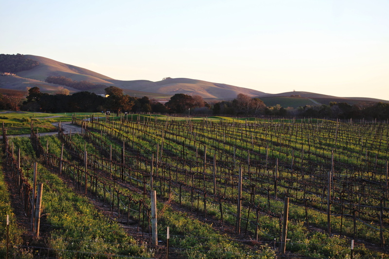 environment, Valley, rural scene, sonoma, vine, winemaking, agriculture, Grapes, scenics - nature, country, no people, field, tranquility, Napa, plant