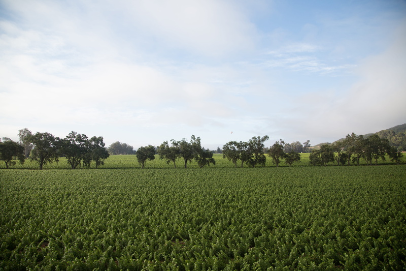 day, tranquility, trees, green color, plant, tranquil scene, rural scene, crop, no people, napa valley, wine, 5K, tree, field, farm, growth, vineyard
