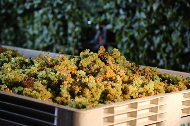 ready-to-eat, close-up, drink, outdoors, food, winery, grapes, 5K, snack, nature, still life, no people, selective focus, healthy eating, napa valley
