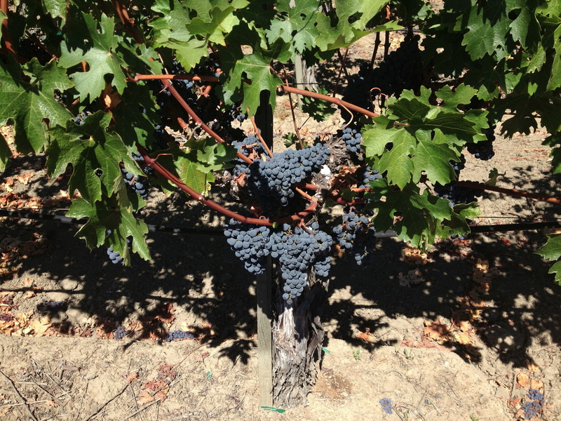 beauty in nature, Napa Valley, tranquility, Vines, no people, water, growth, berry, agriculture, outdoors, tree, day, vineyard, land, food and drink, green color