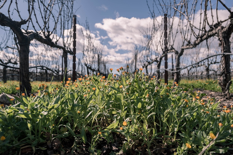 tree, 2K, tranquility, wines, landscape, field, day, photography, clouds, land, flowers, nature, valley, green color, napa, sunlight, no people, plant