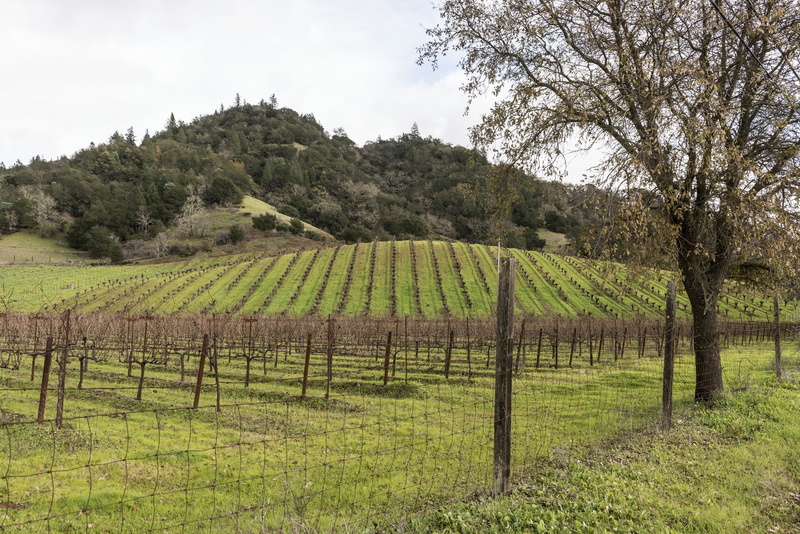 agriculture, countryside, country, outdoors, plantation, california, tranquil scene, tranquility, landscape, grape, field, day, grapevine, winemaking, rows
