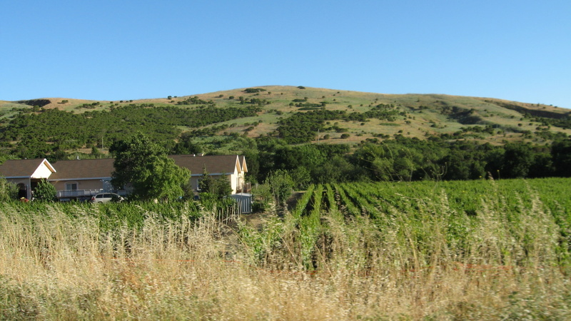 residential district, green, clear sky, day, countryside, tree, rural scene, nature, 2K, napa, vineyards, building exterior, land, plant, house, building