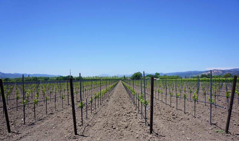 land, no people, field, california, nature, 5K, rural scene, clear sky, copy space, post, sky, landscape, plant, environment, scenic, food and drink, valley