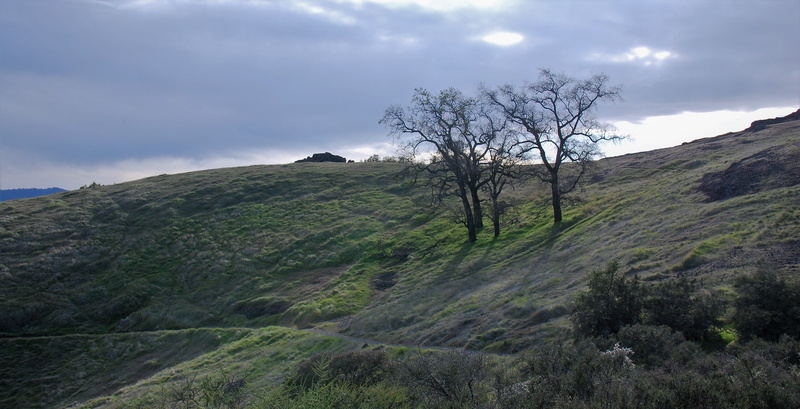 united states, isolated, trees, beauty in nature, tree, live oaks, hillside, green color, winter, idyllic, napa county, napa, tranquil scene, grey, plant