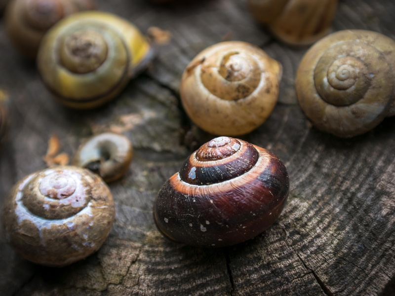 damaged, snail shell, mollusk, annual rings, animal Shell, Home, empty, close-up, no people, group of objects, tree grates, leave, animal wildlife, empty snail shell