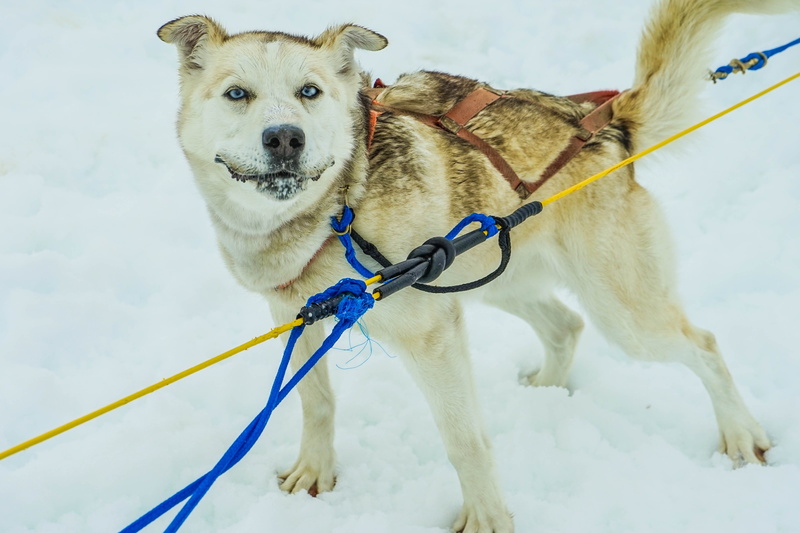 snow, Dog Sled, animal themes, nature, domestic, day, canine, winter, dogs, Sled Dogs, one animal, iditarod, Alaska, animal, no people, Sled, vertebrate