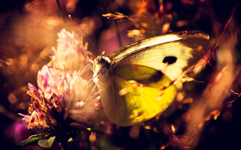 grass, lepidoptera, beige, animal, no people, selective focus, outdoors, butterfly - Insect, summer, macro, yellow, animal wildlife, shade, animal Antenna