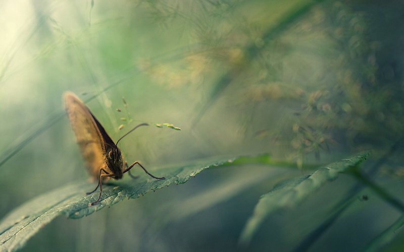 nature, green Color, wildlife, beauty In Nature, summer, macro, plant part, butterfly - Insect, butterfly, animal Wing, animal Antenna, multi Colored, animal themes