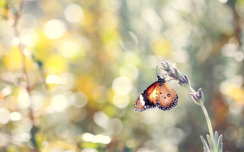 black, butterfly, sunlight, flower, animals in the wild, focus on foreground, bright, beauty, butterfly - Insect, colors, nature, animal themes, insect