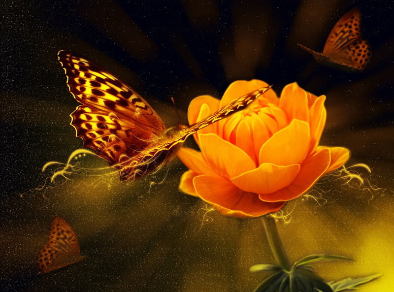 Magic, Light, lady, indoors, fragility, no people, vulnerability, Flower, petal, Artistic, close-up, Fantasy, Orange, Butterfly, flower head, growth, beauty in nature