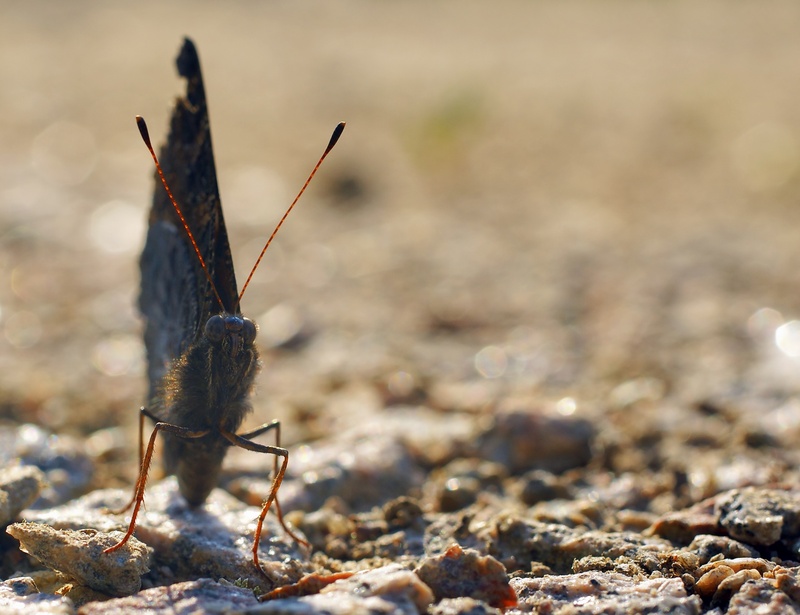 stones, perching, brown, animal, daytime, day, animal body part, focus on foreground, field, animals in the wild, peacock butterfly, one animal, butterfly - insect