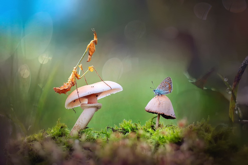 mushrooms, macrocosm, bug, light, bokeh, grass, butterfly, mantis, Rosa, moss, 1080P