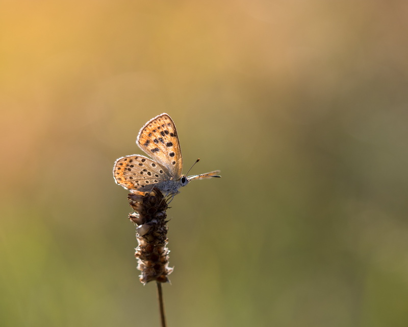 perched, animal Wing, 4K, fountain, brown, grass, butterfly, close-up, Common Blue, insect, blue, common, beauty In Nature, light, animal, butterfly - Insect