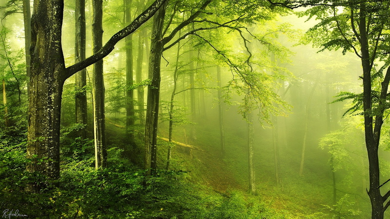 moss, signatures, nature, wood, mist, leaves, branch, green, 1080P, trees, landscape, forest