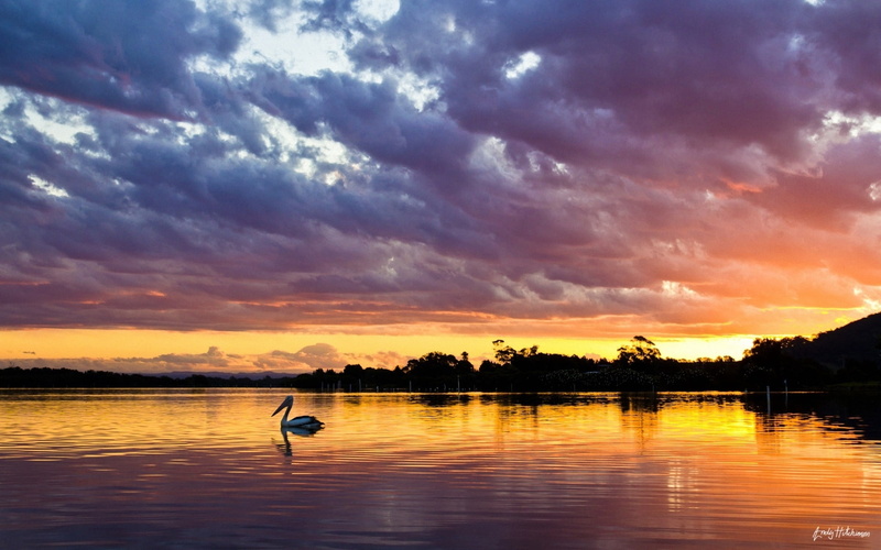 scenics - nature, waterfront, landscape, summer, silhouette, pelican, sky, cloud - Sky, tranquility, morning, scenics, sunrise - Dawn, outdoors, beauty In Nature