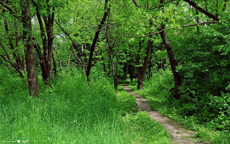 footpath, road, land, rural Scene, direction, tree, lush Foliage, tranquil Scene, circle, woodland, foliage, no People, signature, grass, environment, outdoors