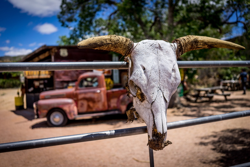 one animal, hang, a bovine skull, domestic, animal, fence, livestock, animal themes, cattle, animal body part, route 66, nature, day, vertebrate, domestic animals