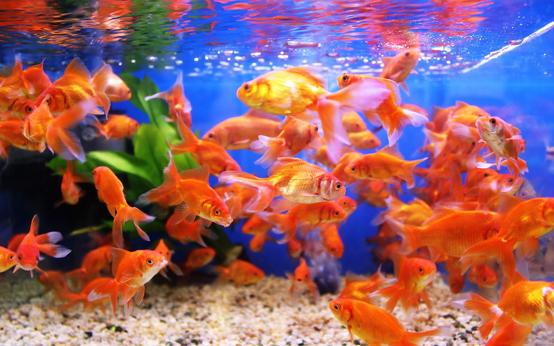 vertebrate, group of animals, animals in captivity, underwater, water, goldfish, school of fish, no people, sea, animal wildlife, sea life, undersea, nature