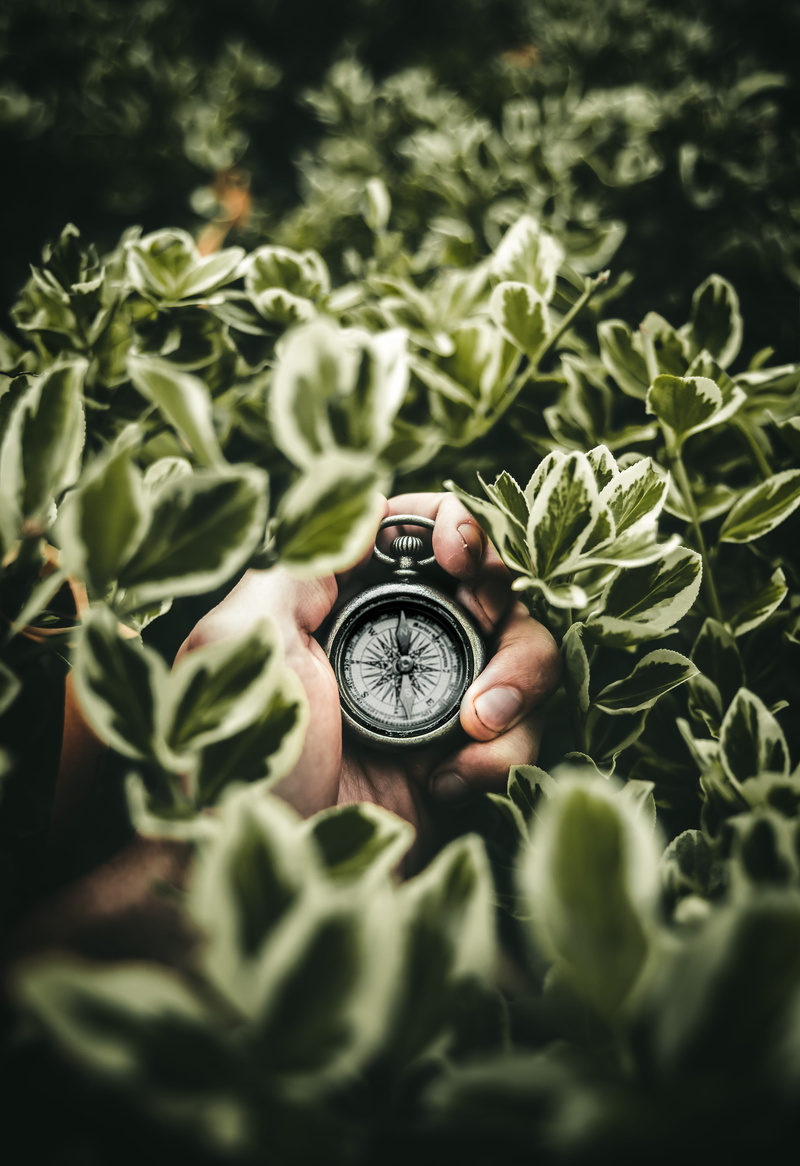 watch, growth, one person, holding, finger, time, pocketwatch, outdoors, selective focus, person, real people, human body part, day, plant part, plant