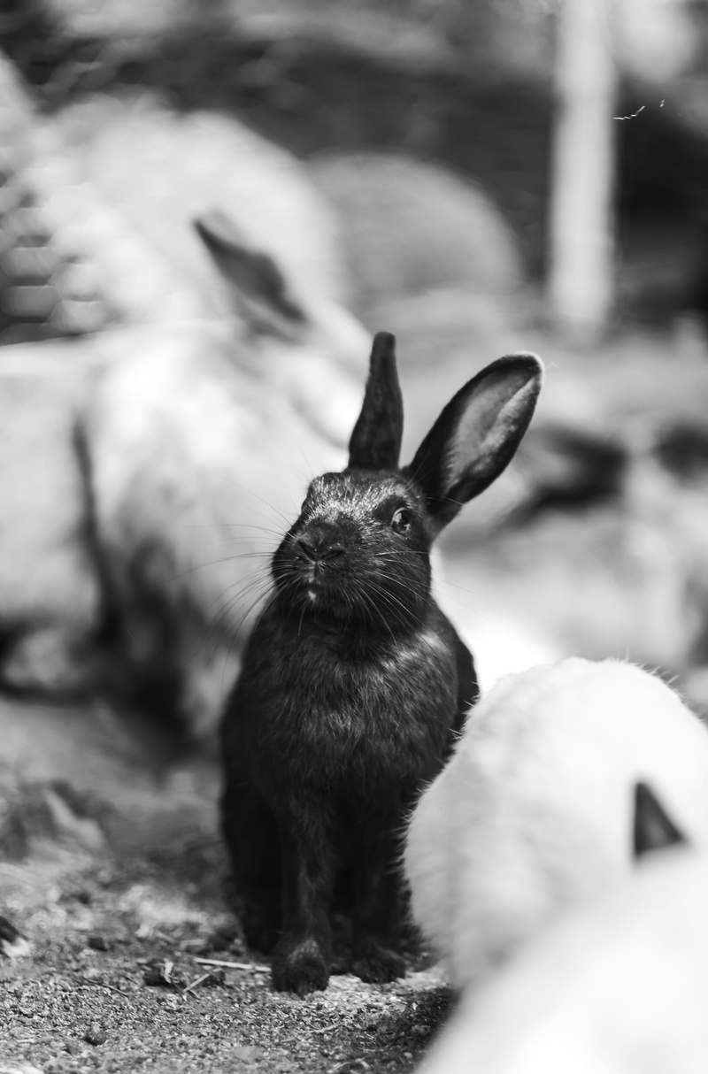 rodent, vertebrate, light, hare, close-up, selective focus, domestic, black, minimal, 5K, no people, day, grayscale, photography, pet, domestic animals