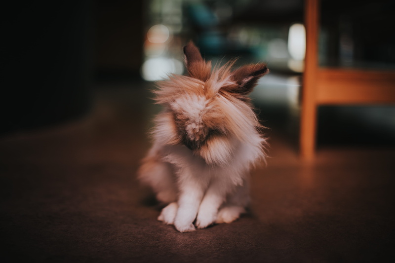 young animal, display, focus on foreground, floor, 5K, hand, domestic, animal hair, pet, dog, full length, rodent, focus, vertebrate, plywood, one animal