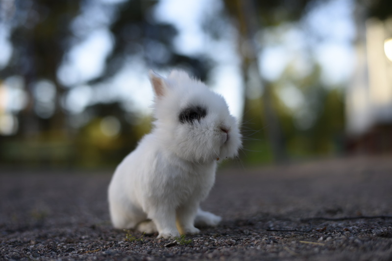 closeup, test, images, pets, sample, animal, nature, domestic Animals, bunny, photo, fur, analog, white rabbit, fluffy, cute, small, white, outdoors, rabbit