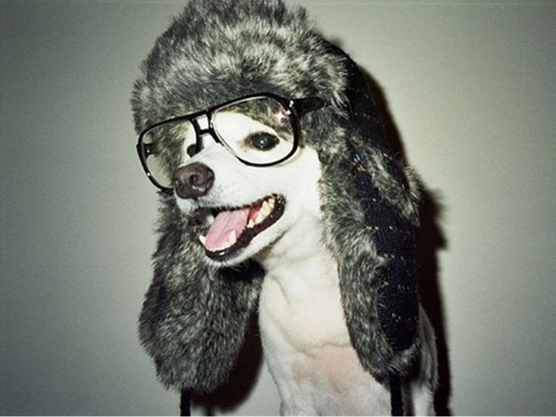 art, nerd, glasses, hd, x, animals, 480P, dogs