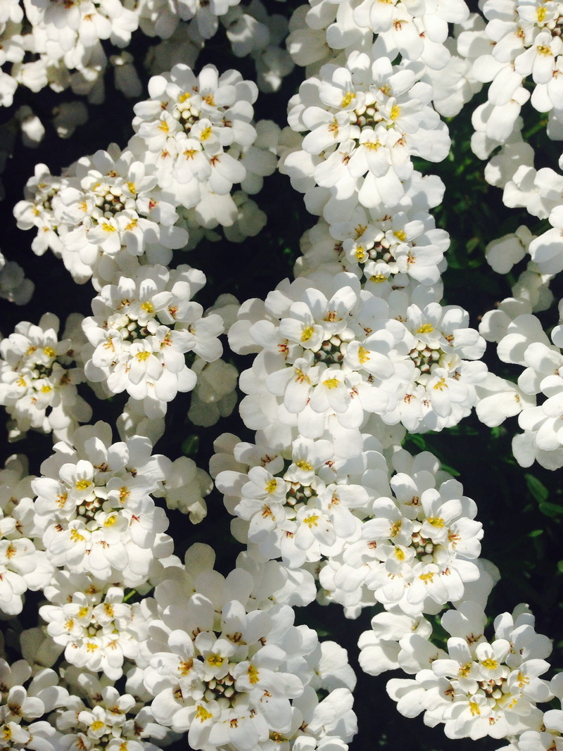 inflorescence, 1080P, close-up, spring, plant, relaxation, white color, freshness, no people, spa, surprise, luck, springtime, high angle view, garden
