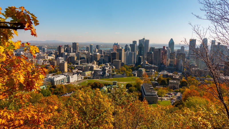 residential district, flora, downtown, built structure, aerial view, building exterior, vine, skyscraper, change, buildings, urban, building, cityscape
