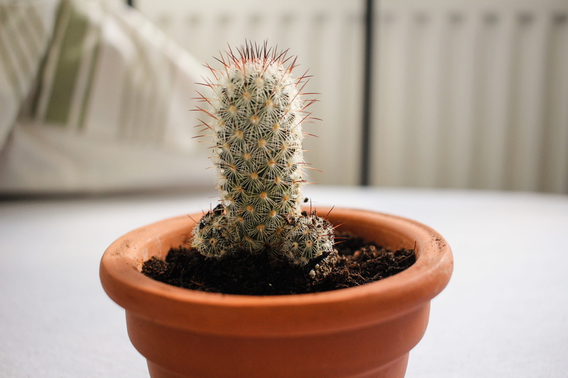 needle - plant part, outdoors, day, beauty in nature, nature, pot, small, plant, green color, cactus, 5K, close-up, tropical, growth, focus on foreground