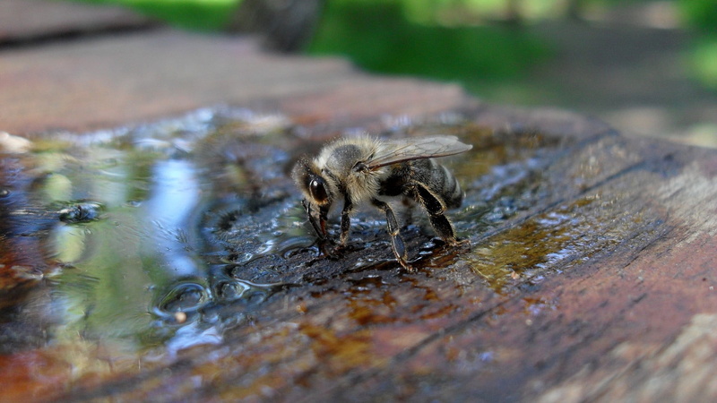 motion, macro photography, no people, day, animal, outdoors, membrane winged insect, animal themes, invertebrate, animals in the wild, vertebrate, wet