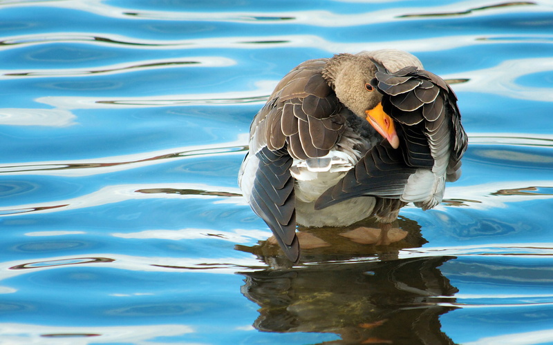 PAWS, TAIL, DUCK, FEATHERS, BACKGROUND, WINGS, BIRD, GOOSE, BEAK, RUFFLE, WATER, SURFACE, 2K, MEMBRANE