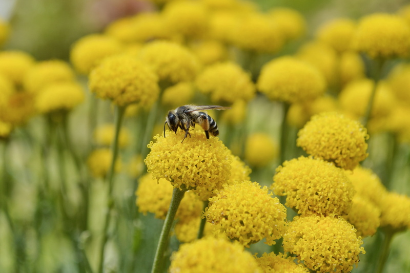 insect, fauna, vulnerability, macro photography, 4K, pollen, flower, close-up, pollination, wildflower, animal themes, outdoors, flowering plant, nectar