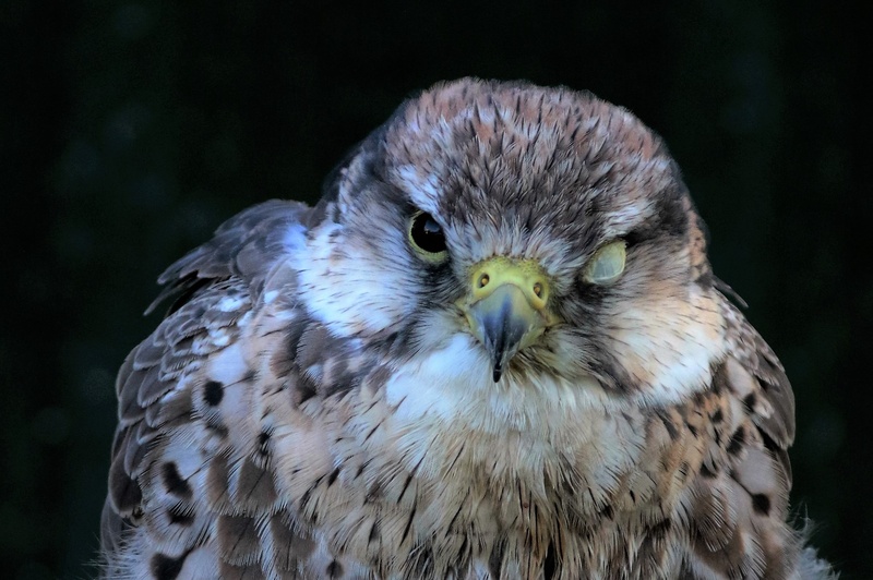 bird, predator, beak, perched, one animal, bird of prey, nature, animal themes, eye membrane, falcon, wings, yellow eyes, focus on foreground, no people