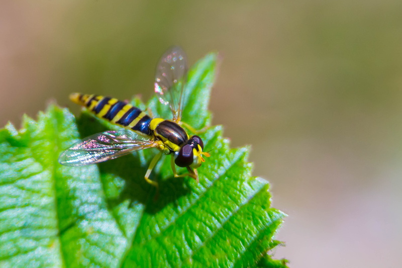 leaf, day, nectar, animal themes, fly, beauty in nature, nature, outdoors, close-up, animal, membrane winged insect, plant, animal wing, growth, insect
