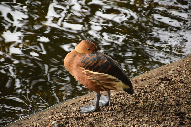 aquatic, animal themes, animal wildlife, lake, membranous, water, egg, swim, drake, goose, bird, zoology, outdoors, duck, teal, one animal, bicolor, 5K