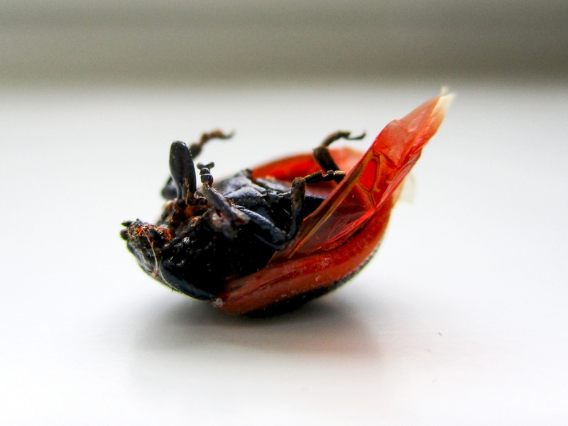 macro, invertebrate, studio shot, indoors, black color, animals in the wild, animal, nature, focus on foreground, beetle, red, 2K, destroyed, animal themes