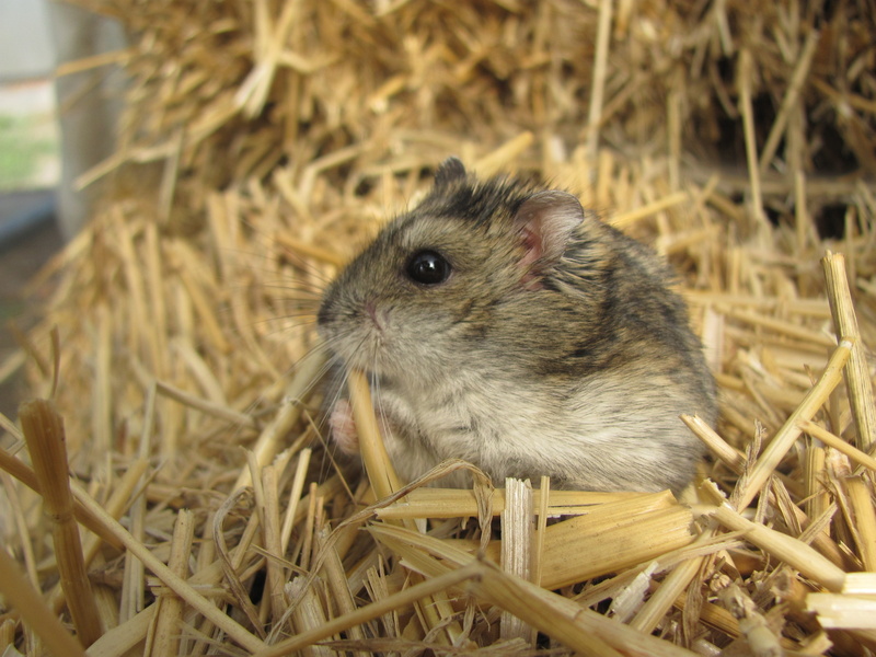 vertebrate, wildlife, plant, nature, no people, close-up, baby, sawdust, hay, one Animal, rodent, looking, domestic Animals, mammal, young Animal, farm
