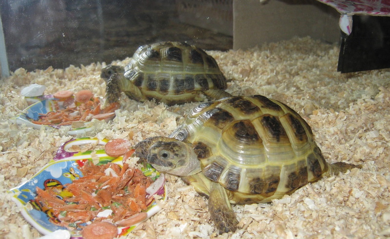 shell, marine, nature, swimming, tortoise shell, close-up, sawdust, animal themes, reptile, food, turtle, animal Shell, couple, vertebrate, wildlife, 1080P