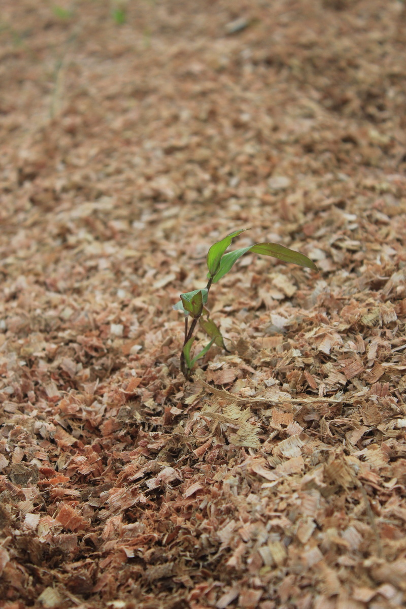dirt, outdoors, beginnings, vulnerability, alone, small, selective focus, nature, growth, no people, day, sawdust, 2K, green color, samarinda, plant part