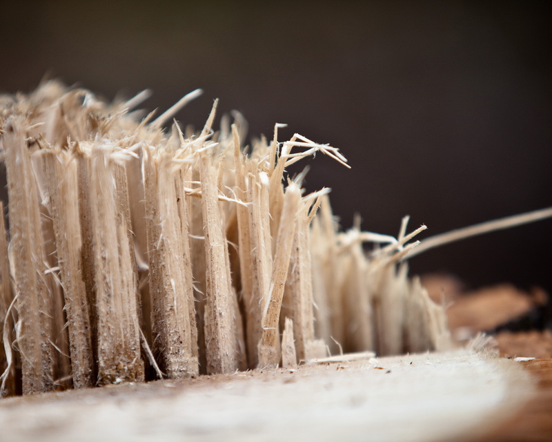 remains, sawdust, nature, selective focus, no people, close-up, tree, forrest, abundance, pasta, firewood, food, business, freshness, wood - material, food and drink