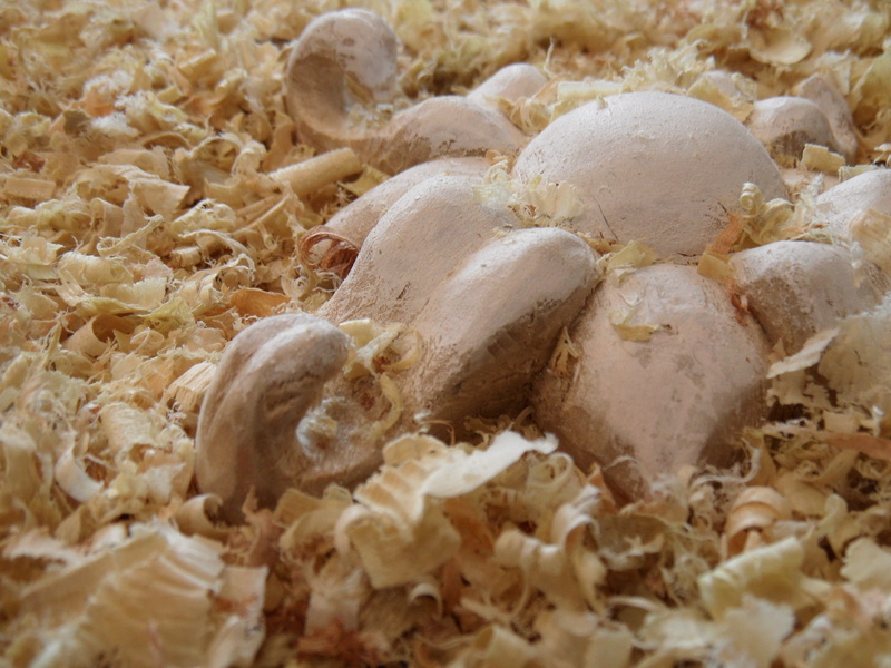 crab, marine, selective focus, flower, chippings, animal themes, no people, close-up, animal, one animal, food, food and drink, indoors, healthy eating