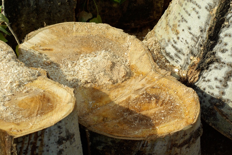 close-up, cup, day, high angle view, wood - material, focus on foreground, 4K, nature, trees, rock - object, no people, food, tree, rock, forest, plane tree