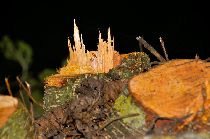 animal, nature, black background, sharp, danger, close-up, animals in the wild, selective focus, invertebrate, sawdust, cup, dirt, yellow, outdoors, food and drink