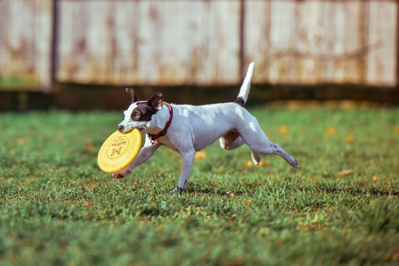 day, necklace, canine, playing, domestic animals, frisbee, no people, biting, happy, one animal, vertebrate, field, 2K, yellow, outdoors, pet, domestic