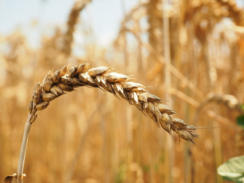 focus, cereals, eat, selective, triticum aestivum, cornfield, arable, ripe, wheat field, close-up, barley, corn ear, season, halm, landscape, oat - crop