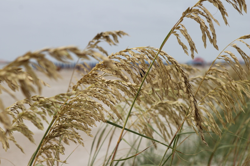 4K, grass, shore, selective focus, agriculture, sea grass, landscape, summer, wheat, ocean, focus on foreground, dietary fiber, beach, plant, sky, close-up