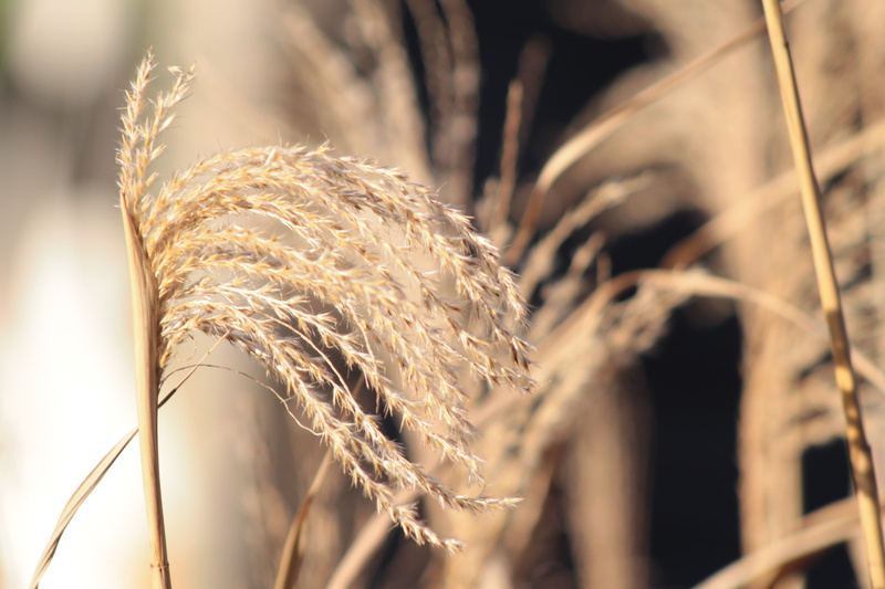 plant, farm, seed, 4K, sunlight, stalk, cereal, crop, close-up, plants, center parcs - the three forests, macro, field, day, hattigny, agriculture, wheat